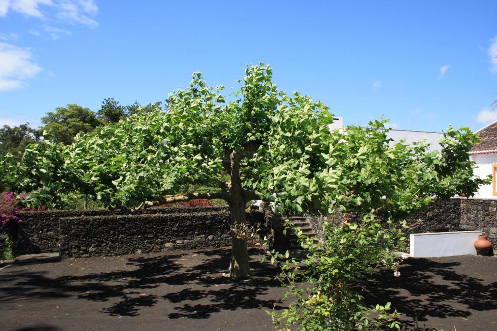 Quinta de São Caetano - São Miguel Açores Populo (Sao Miguel) Exterior foto